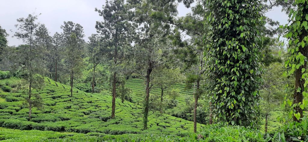 In Their Shoes: Climate Change in Wayanad, Kerala